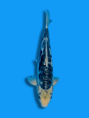 Big Scale - Doitsu Kawarimono | Koi&Co.